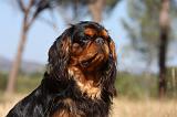 KING CHARLES SPANIEL 143